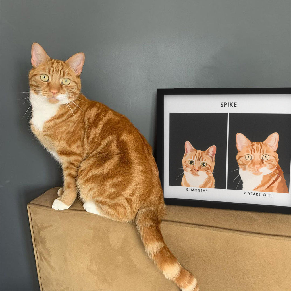 Kitten to Adult Cat Portrait
