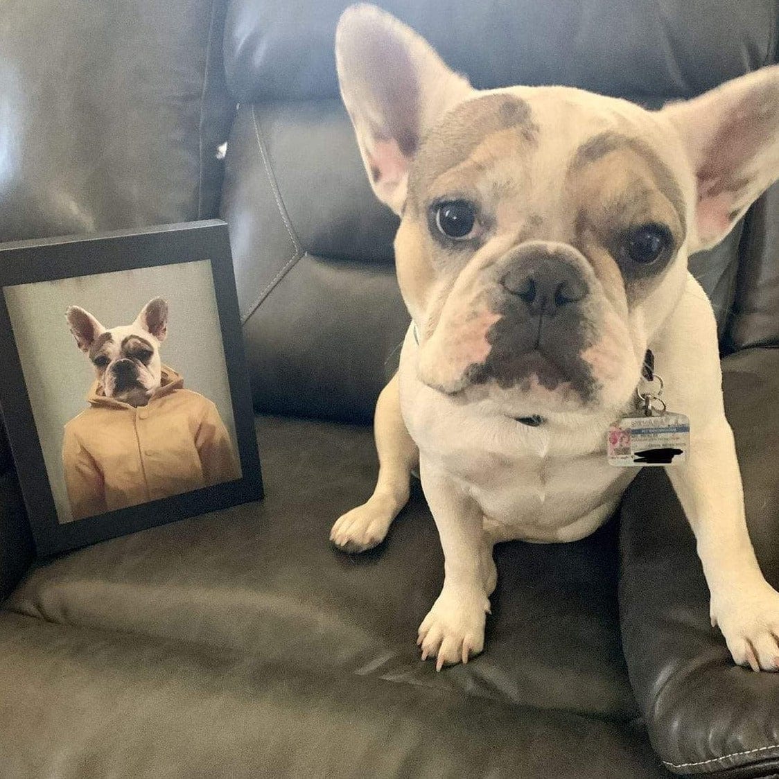 Custom Crown and Paw Halloween Pet Portrait