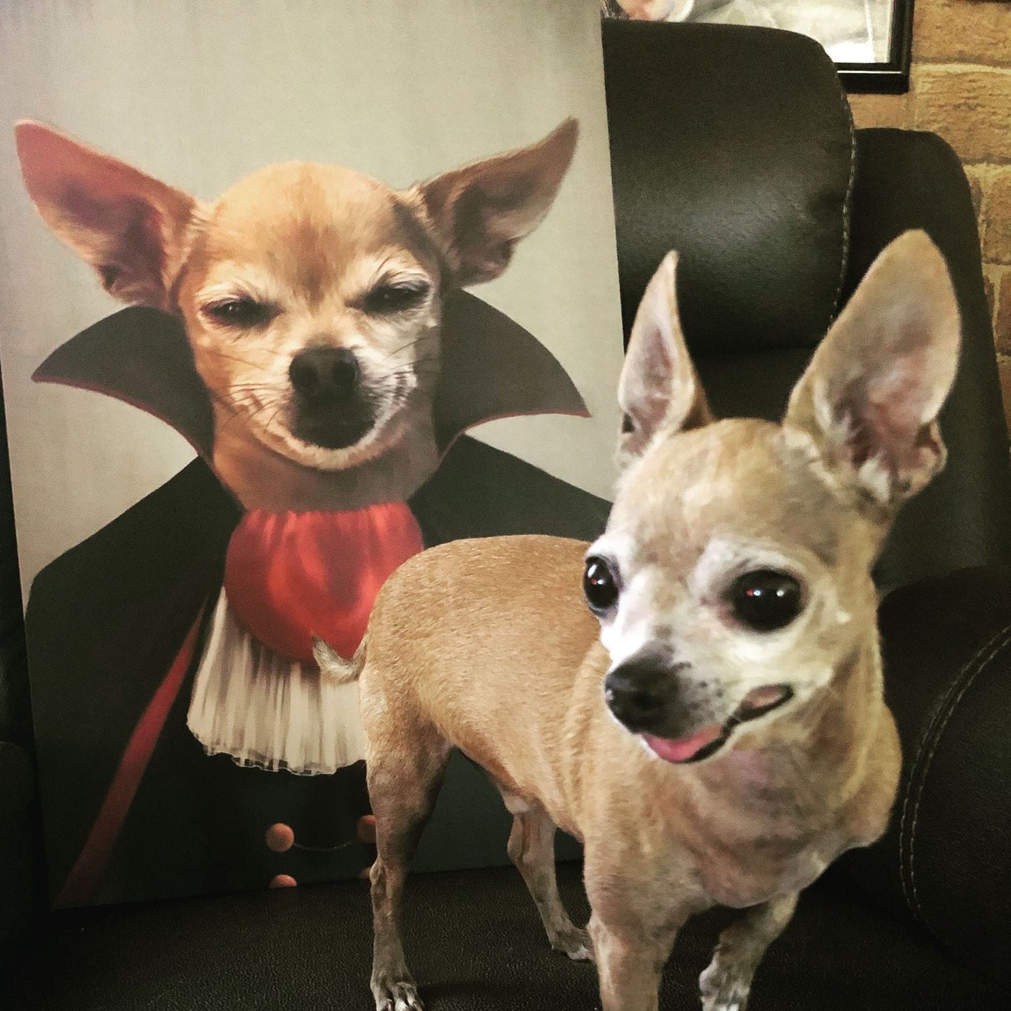 Custom Crown and Paw Halloween Pet Portrait