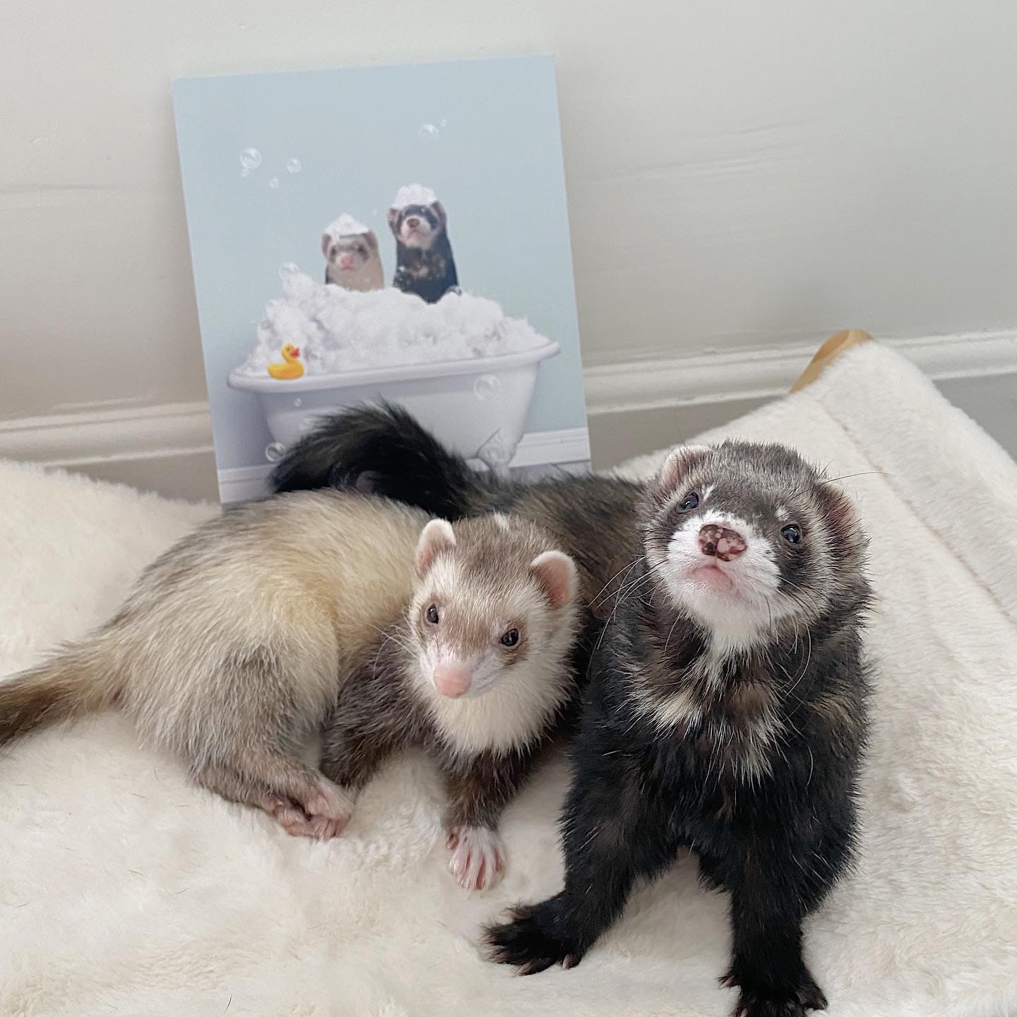 Bath Tub Pet Portrait (Two Pets) - Custom Pet Art