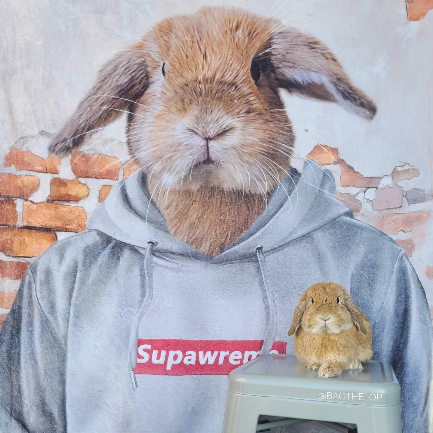 The Hypebeast - Custom Pet Canvas